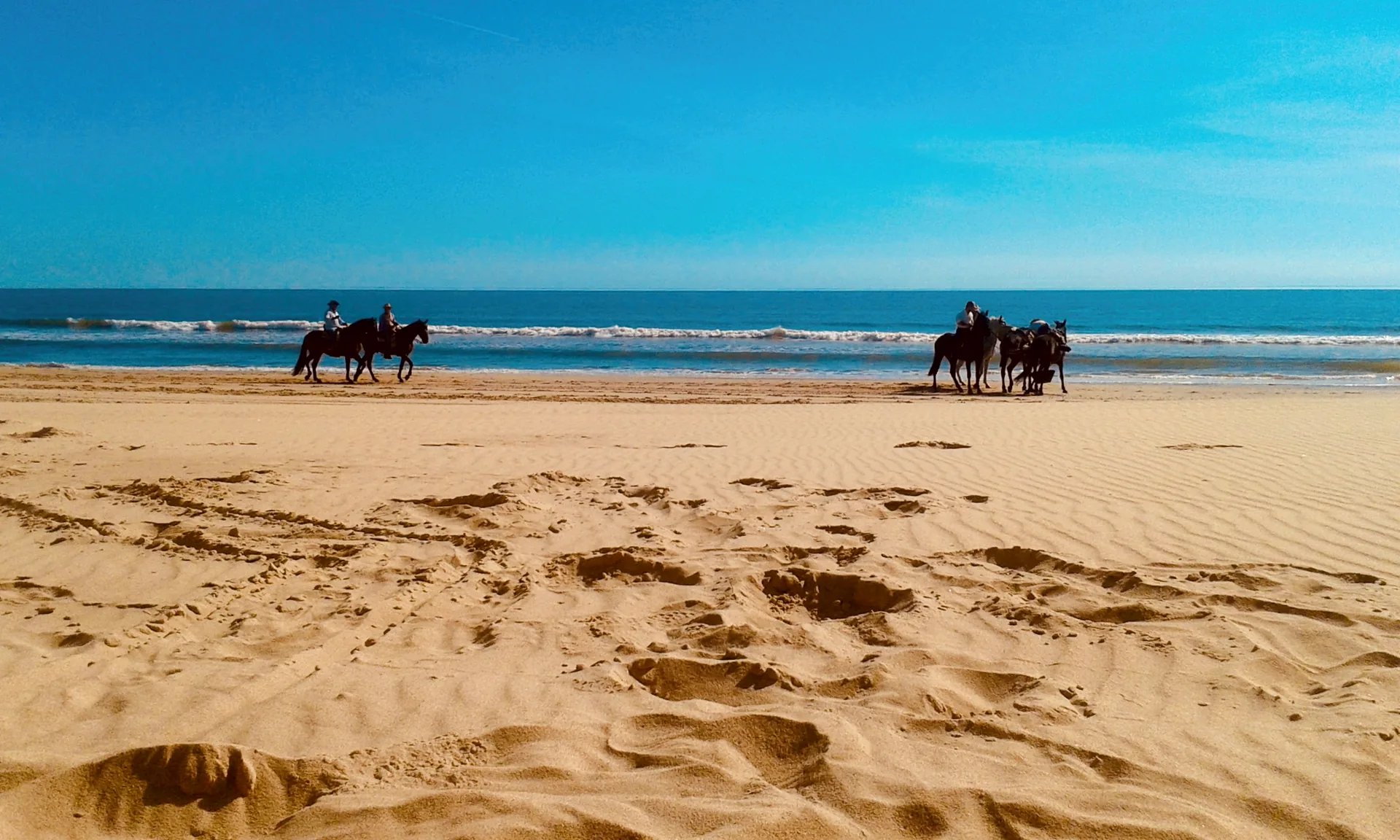 Horses on the sandy beach at Matalascañas.