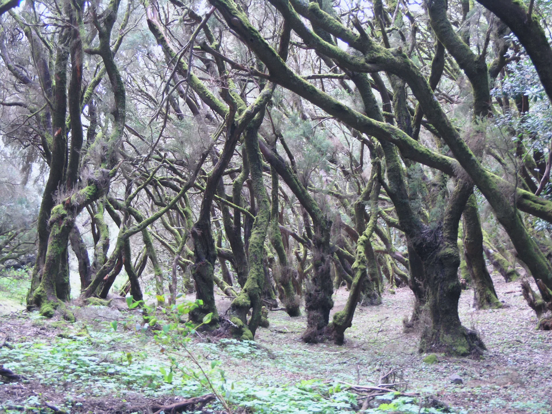 Trees in the Bosque de El Cedro in Garajonay National Park on La Gomera.