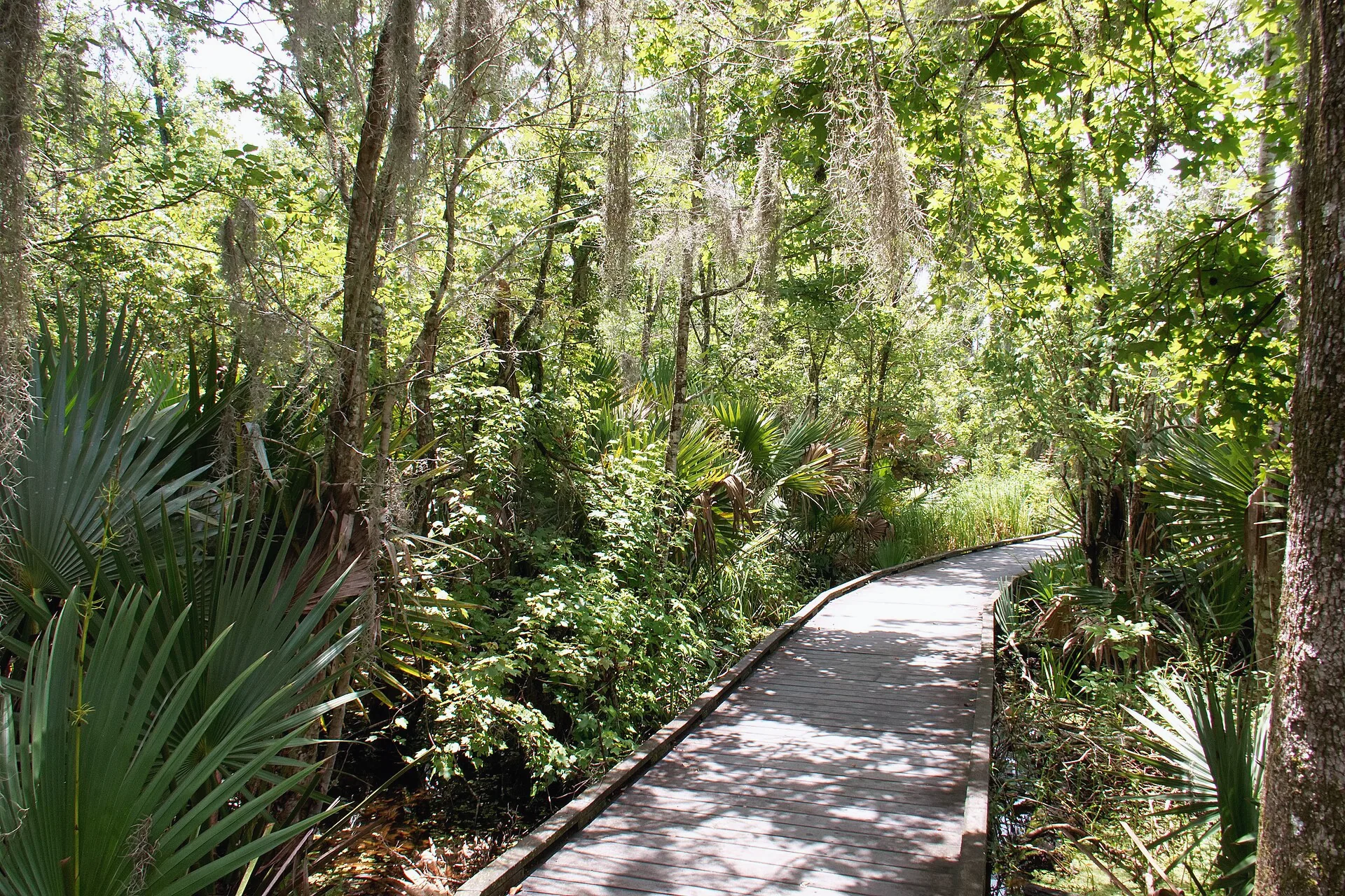 A raised wooden boardwalk crosses wetland vegetation at Barataria Preserve.