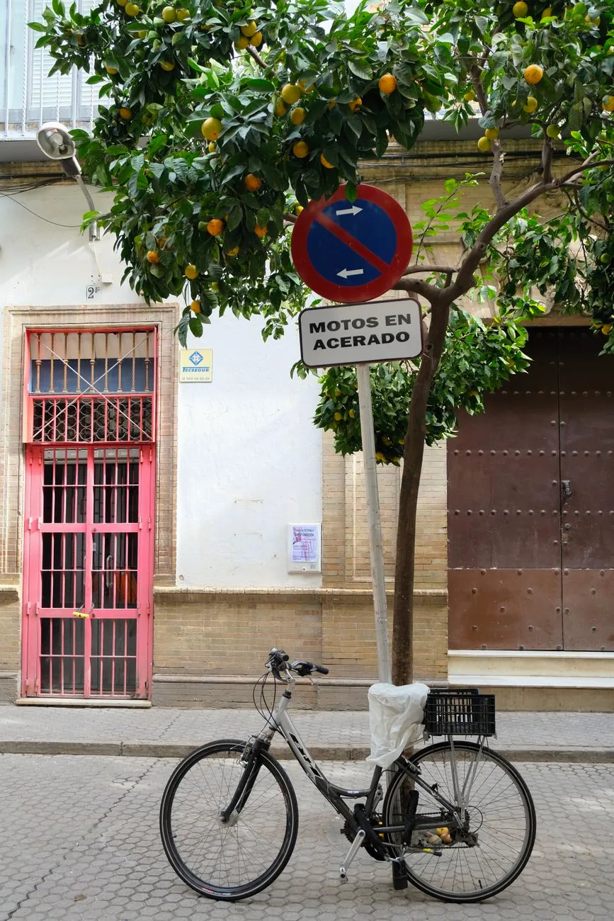 A bicycle parked beneath an orange tree beside a no-parking sign on a Seville street.
