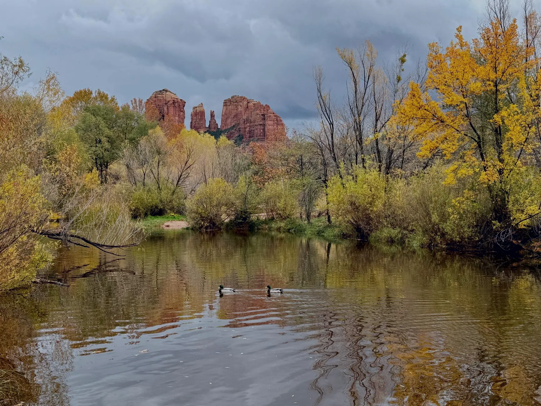 Oak Creek flowing past ducks beneath red rock formations